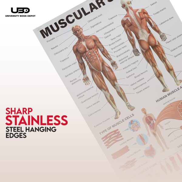 Musculer System - Image 7