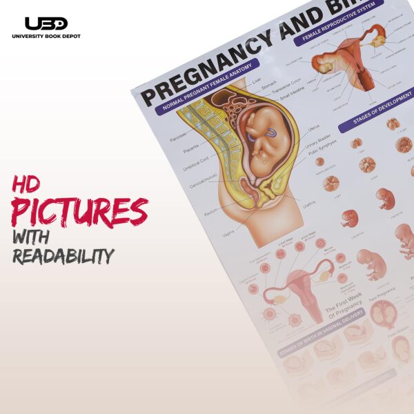 Pregnancy and birth - Image 7