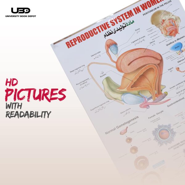 Reproductive System In Women - Image 7