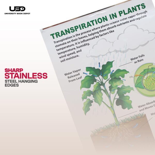 Transpiration IN Plants - Image 7