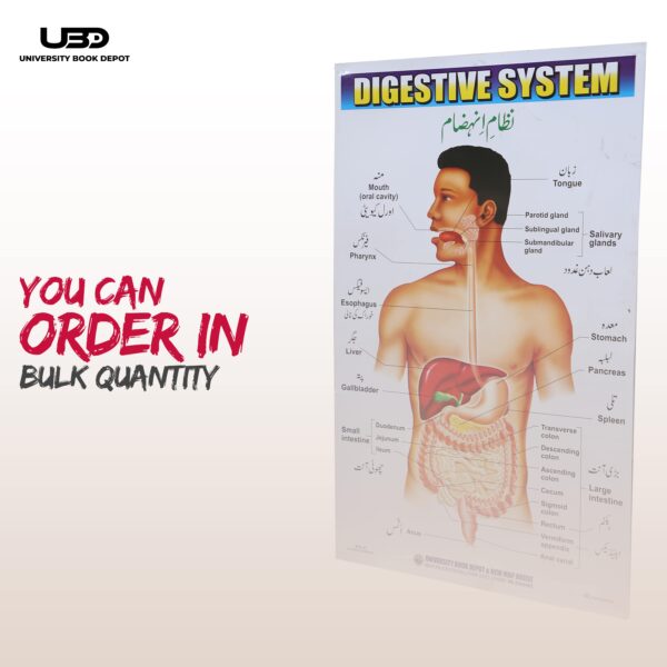 Digestive System - Image 8