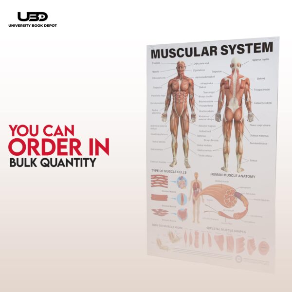 Musculer System - Image 8