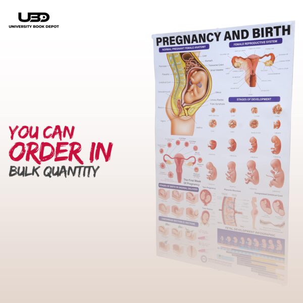 Pregnancy and birth - Image 8