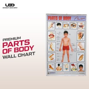 Parts Of Body Wall Chart | Wall Poster of Parts of Body with HD pictures