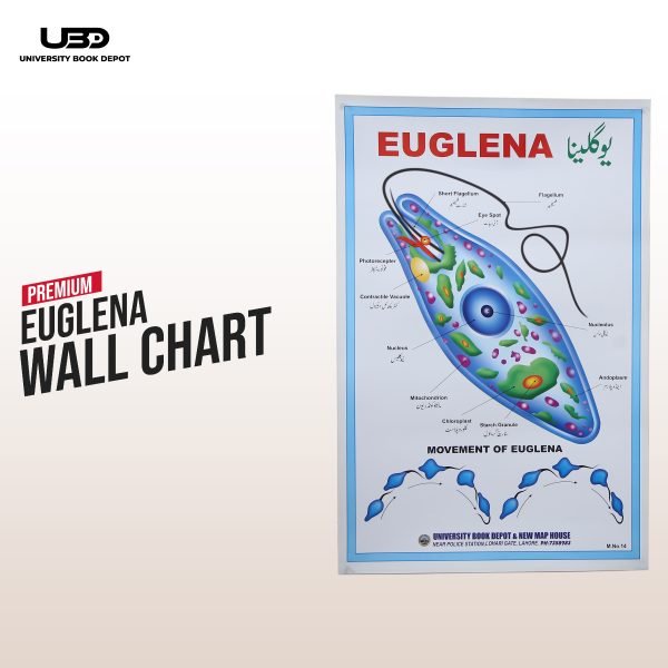 Euglena Wall Poster | Wall Chart For Science Labs Decoration