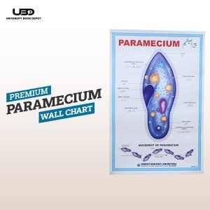Paramecium Wall Poster | Wall Chart For Science Labs Decoration