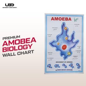 Structure and Classification Of Amoeba Wall Poster | Unicellular Organism Amoeba Diagram Wall Chart