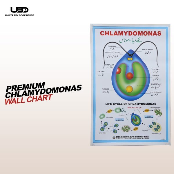 Chlamydomonas Wall Poster | Chlamydomonas Unicellular Green Algae Structure on Wall Chart