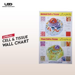 Animal and Plant Cell Diagram Wall Chart - Classroom & School Decoration