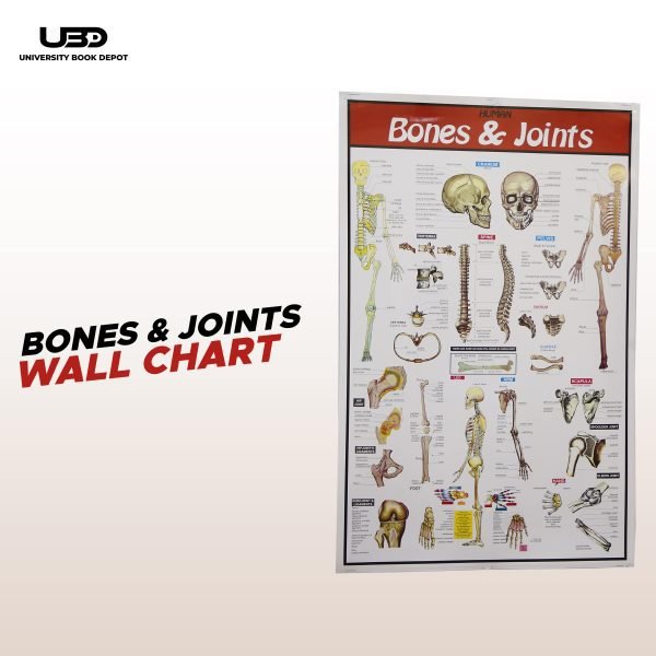 Bones and Joints Science Wall Chart