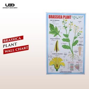 Brassica Plant Wall Chart | Wall Posters for Science |