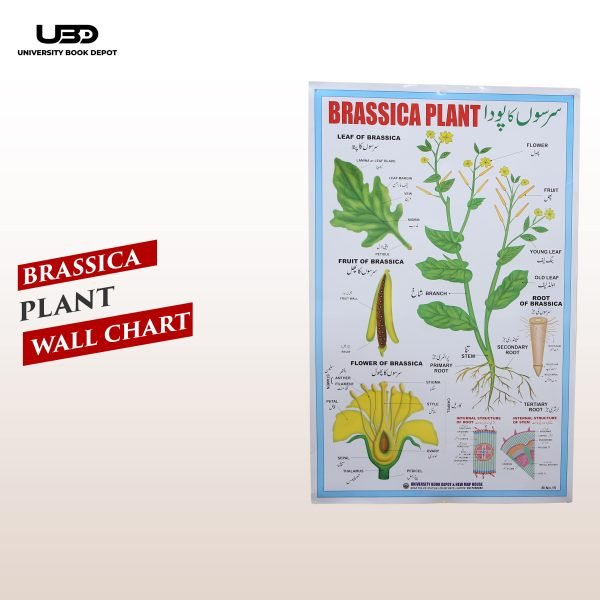 Brassica Plant Wall Chart | Wall Posters for Science |