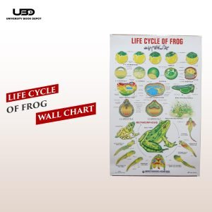 "Life Cycle of a Frog" wall chart