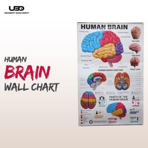Human Brain Wall Chart for Classroom and School Decoration