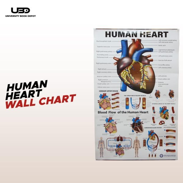 Human Heart Wall Chart | Wall Poster for Science Lab and clinics Decoration |