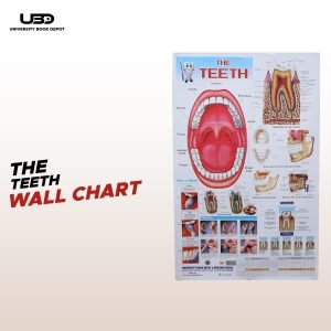 Human Teeth Wall Chart | Wall Poster for Labs and Dental Care Clinics |