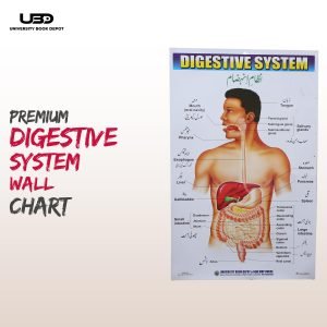 Digestive System in Human Wall Chart