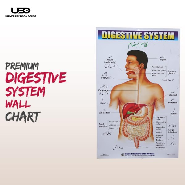 Digestive System in Human Wall Chart
