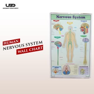 Human Nervous System Wall Chart