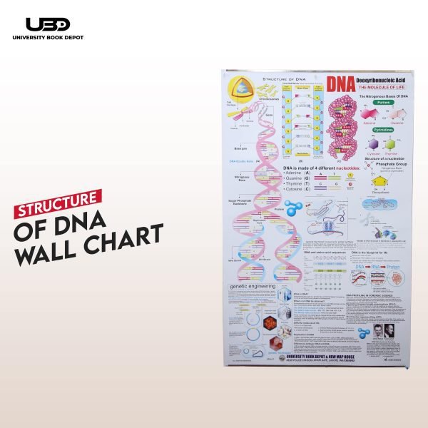 Structure of DNA Wall Chart