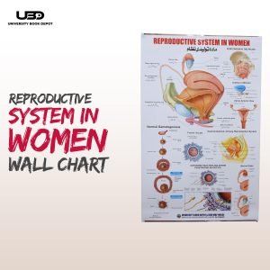 Reproductive System in Women Wall Chart