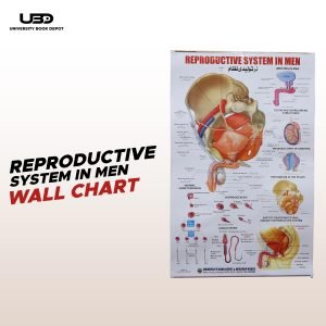 Reproductive System in Men Wall Chart