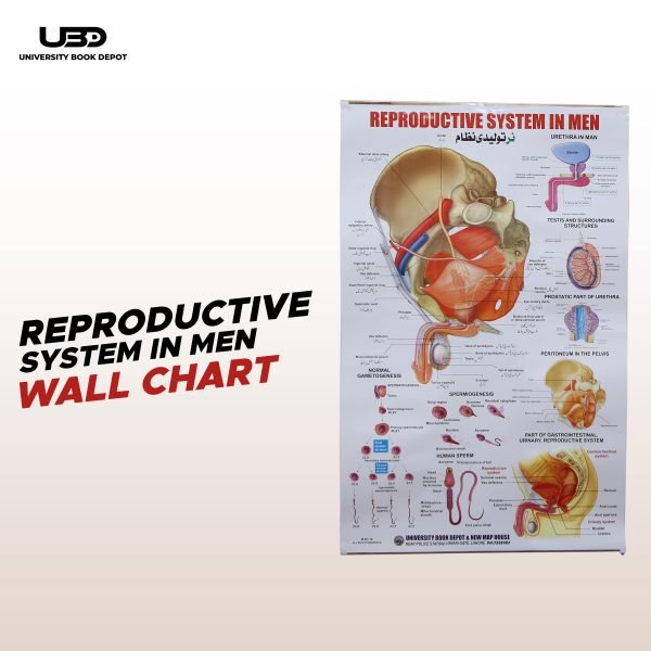 Reproductive System in Men Wall Chart