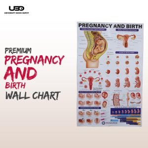 "Pregnancy and Birth" wall chart