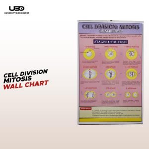 "Cell Division: Mitosis" wall chart