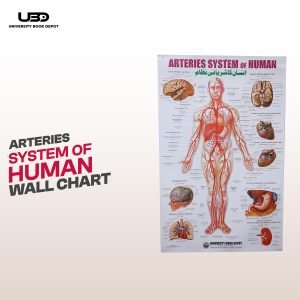 Arteries System Of Human Wall Chart