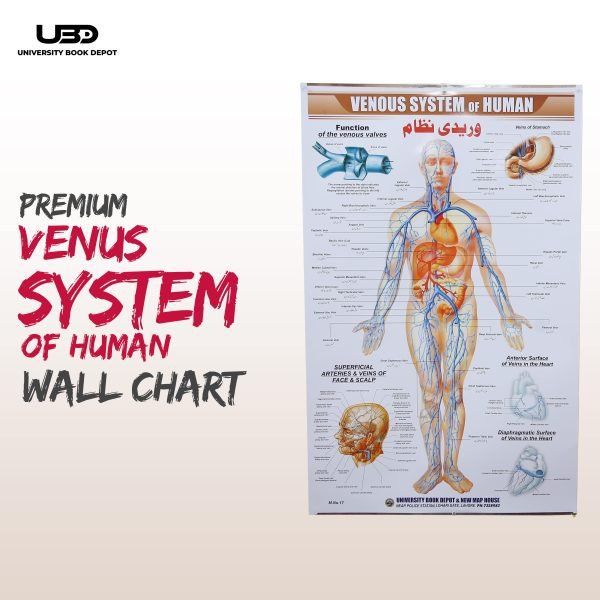 Venous System in Humans Wall Chart