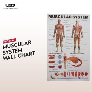 Human Muscular System Wall Chart