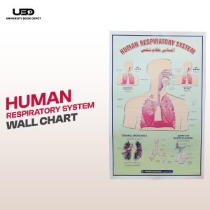 Human Respiratory System