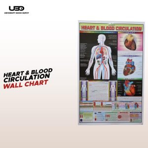 Human Heart and The Blood Circulation System Wall Chart