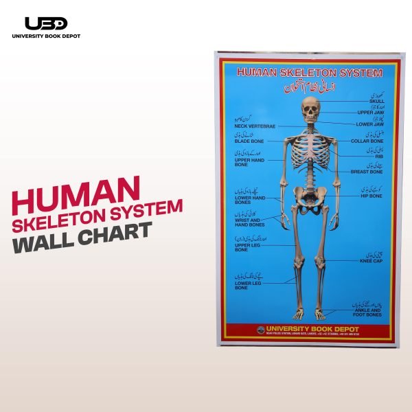 Human Skeleton System Wall Chart