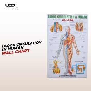 Blood Circulation System in Humans Wall Chart