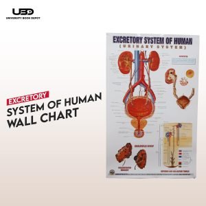 Human Excretory System Wall Chart