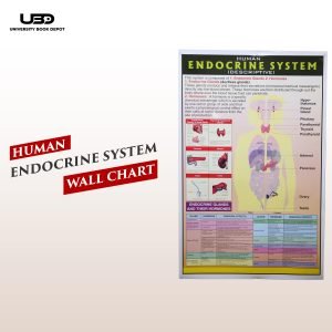 Human Endocrine System Wall Chart