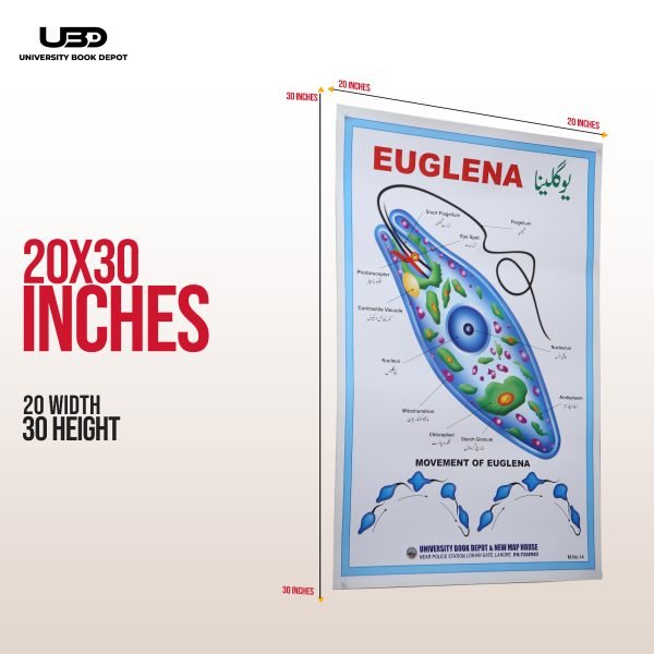 Euglena Wall Poster | Wall Chart For Science Labs Decoration - Image 2