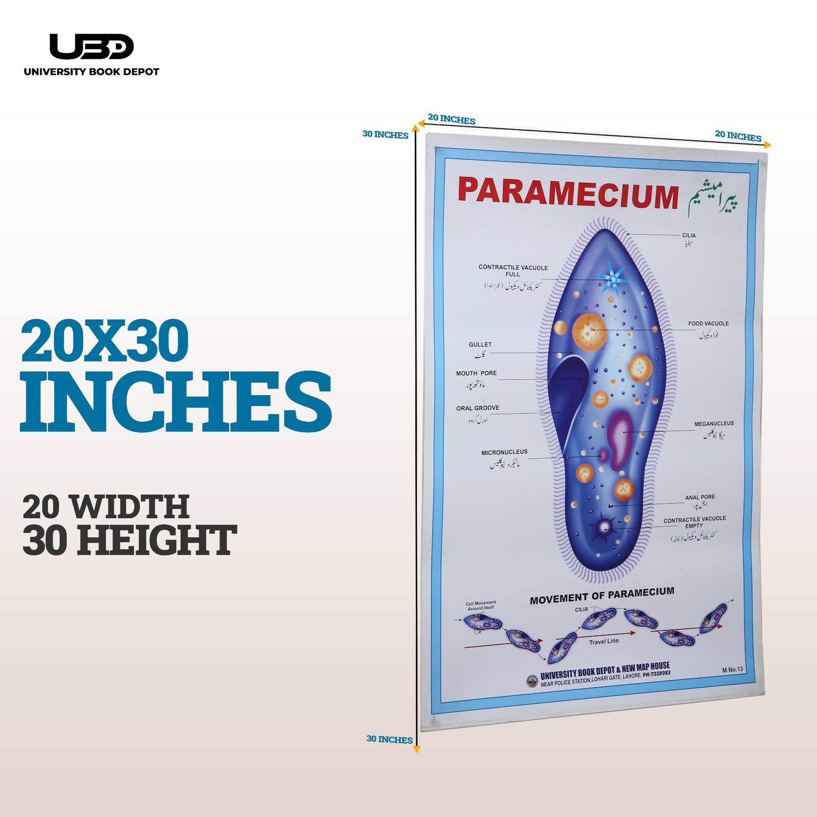 Paramecium Wall Poster | Wall Chart For Science Labs Decoration - Image 2