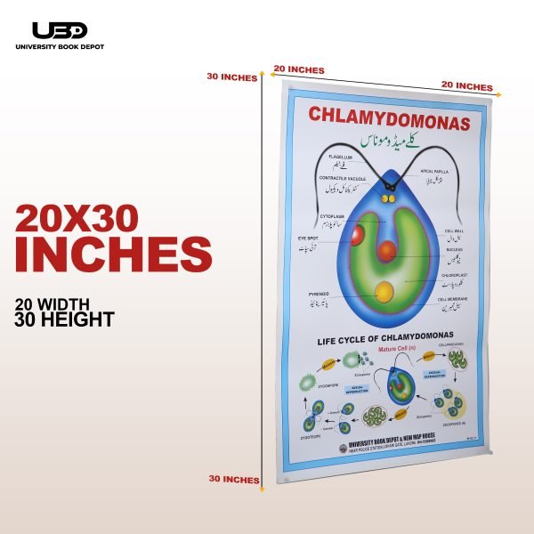 Chlamydomonas Wall Poster | Chlamydomonas Unicellular Green Algae Structure on Wall Chart - Image 2