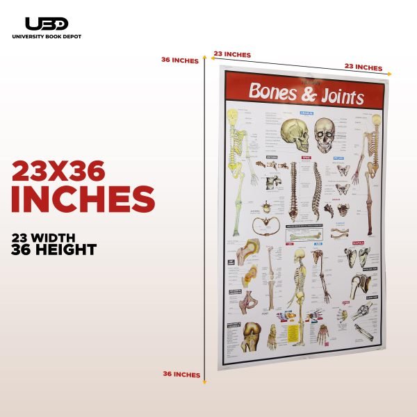 Bones and Joints Science Wall Chart - Image 2
