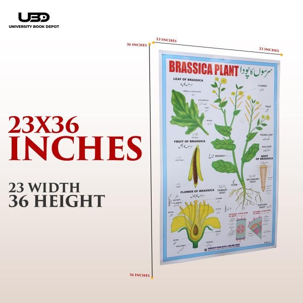 Brassica Plant Wall Chart | Wall Posters for Science | - Image 2