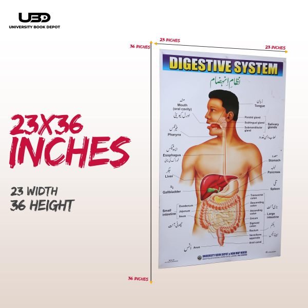 Digestive System in Human Wall Chart - Image 2