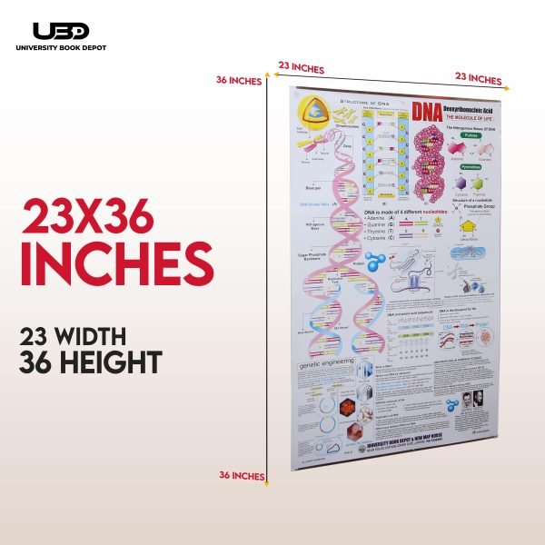 Structure of DNA Wall Chart - Image 2