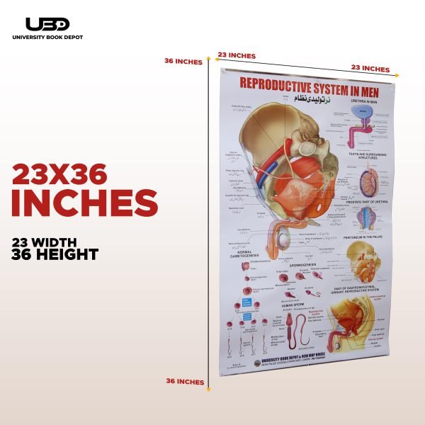 Reproductive System in Men Wall Chart - Image 2