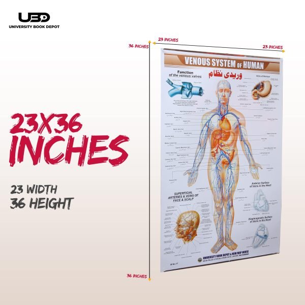 Venous System in Humans Wall Chart - Image 2