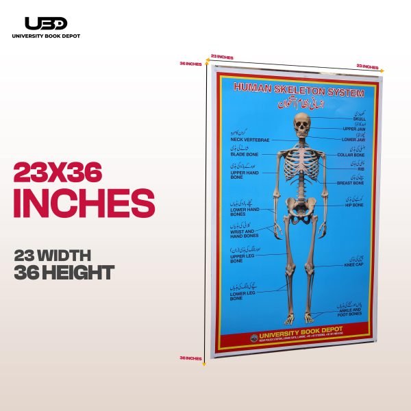 Human Skeleton System Wall Chart - Image 2
