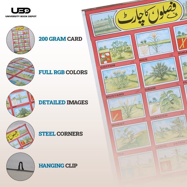 Different Type of Crops Wall Charts | Wall Poster of Crops with Pictures - Image 3