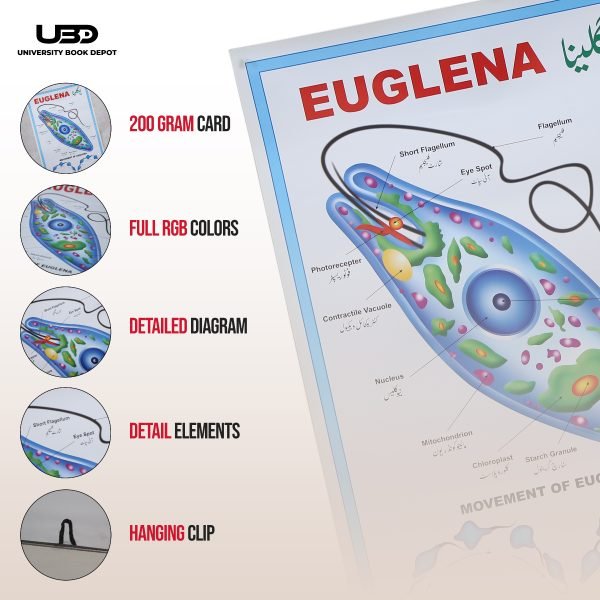 Euglena Wall Poster | Wall Chart For Science Labs Decoration - Image 3